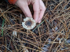 Lepiota flammeotincta