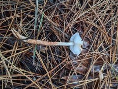 Lepiota flammeotincta