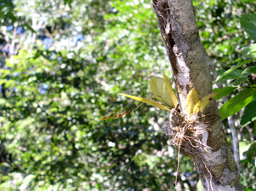 Acianthera ciliata