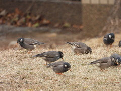 Spodiopsar cineraceus