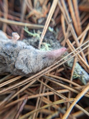 Sorex vagrans