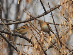 Fringilla montifringilla