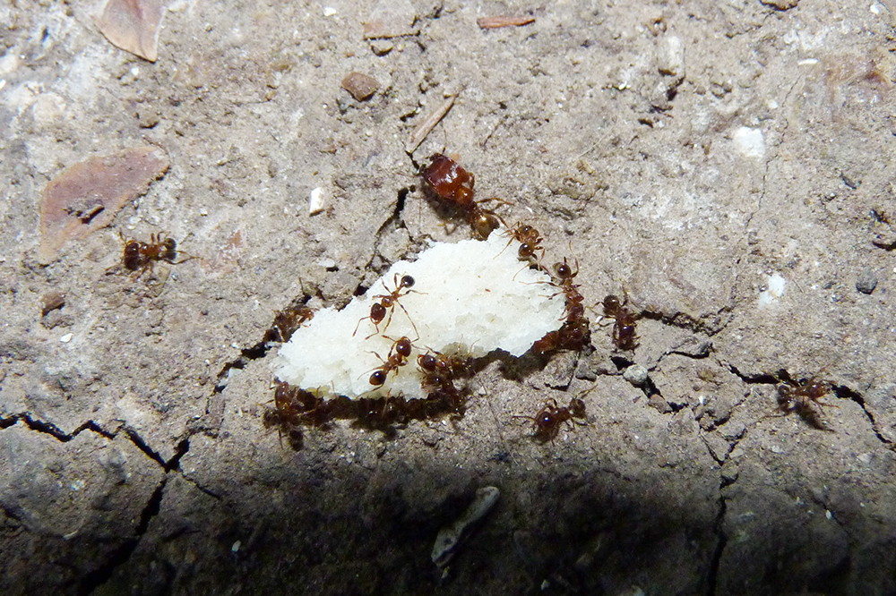 Pheidole aberrans