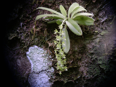 Cryptarrhena guatemalensis