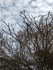 Aesculus californica