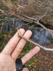 Aesculus californica