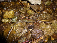 Desmognathus kanawha