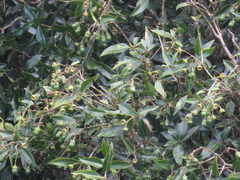 Cinnamomum virens