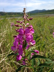 Chamaenerion angustifolium