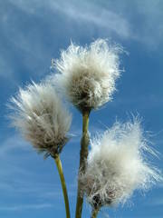 Eriophorum vaginatum