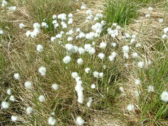 Eriophorum vaginatum