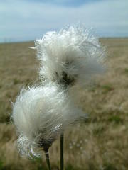 Eriophorum vaginatum