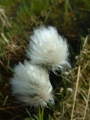 Eriophorum vaginatum