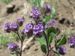 Phacelia brachyantha