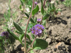 Phacelia brachyantha