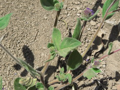 Phacelia brachyantha