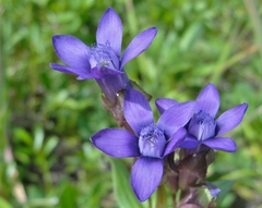 Gentianella auriculata
