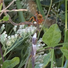 Polistes apachus texanus