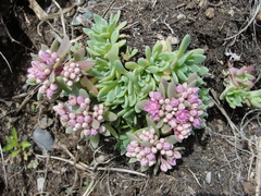 Hylotelephium cyaneum