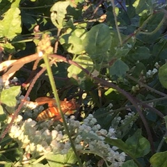 Polistes apachus texanus