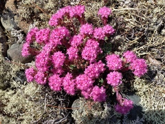 Hylotelephium cyaneum