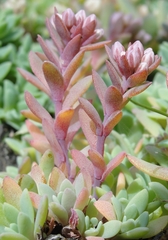 Hylotelephium cyaneum