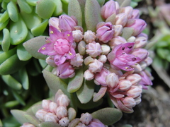 Hylotelephium cyaneum