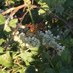 Polistes apachus texanus