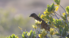 Chlamydera guttata