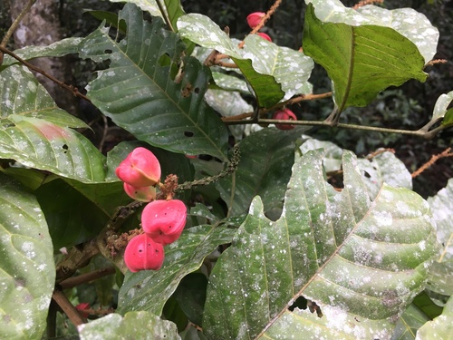 Synima macrophylla