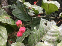 Synima macrophylla