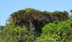 Parkia pendula