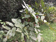 Synima macrophylla