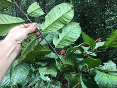 Synima macrophylla