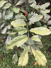 Synima macrophylla