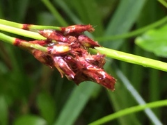 Machaerina rubiginosa