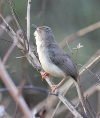 Prinia sylvatica