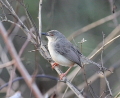 Prinia sylvatica