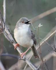 Prinia sylvatica