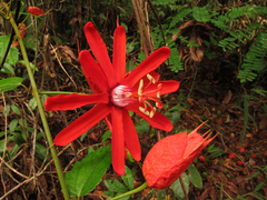 Passiflora tholozanii
