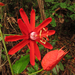 Passiflora tholozanii - Photo (c) Rich Hoyer, some rights reserved (CC BY-NC-SA), uploaded by Rich Hoyer