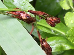 Machaerina rubiginosa