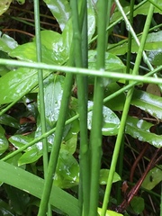 Machaerina rubiginosa