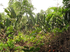 Phenakospermum guyannense