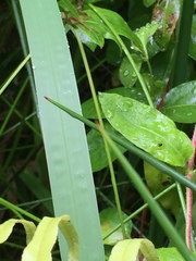 Machaerina rubiginosa