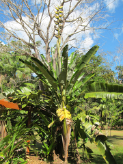 Phenakospermum guyannense