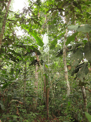 Phenakospermum guyannense