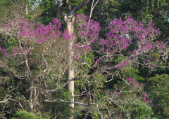 Physocalymma scaberrimum