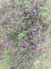 Vaccinium meridionale