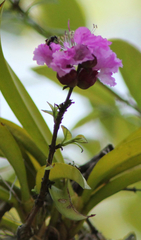 Physocalymma scaberrimum